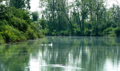 foce del fiume in laguna